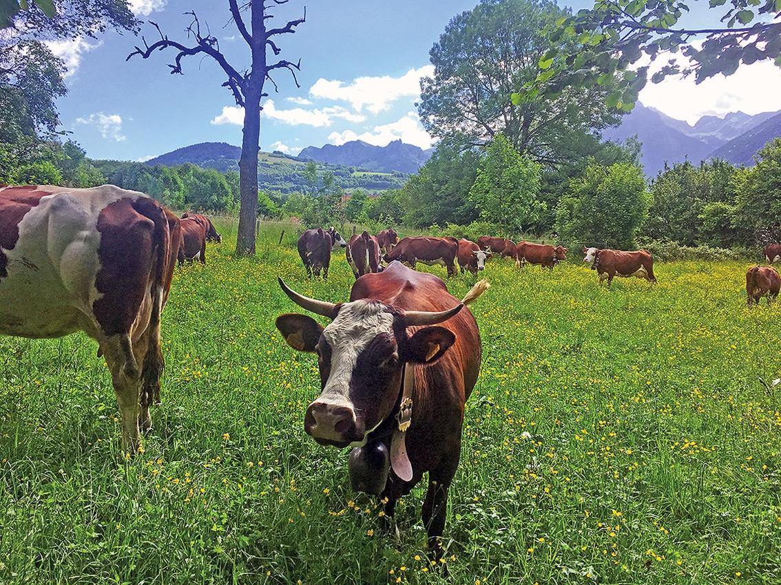 L'Ourserie Bed & Breakfast Saint-Paul-en-Chablais Екстер'єр фото
